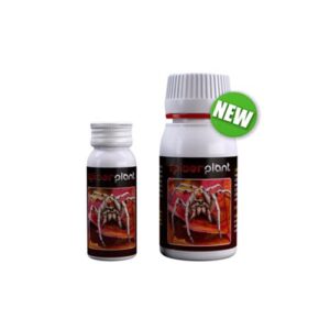 Agrobacterias – Spider Killer  (ragnetto rosso)