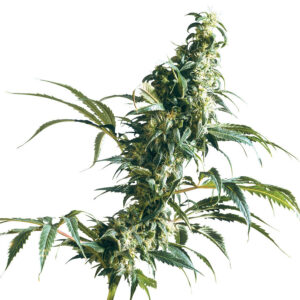 Mexican Sativa Femminizzata Sensi seeds, 5 semi