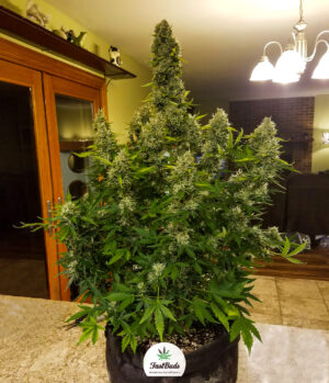 Gorilla Glue auto by FastBuds, 5 semi - immagine 3