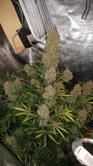 Gorilla Glue auto by FastBuds, 5 semi - immagine 2