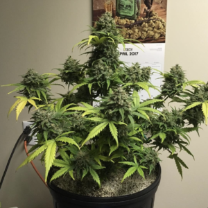 Gorilla Glue auto by FastBuds, 5 semi - immagine 4