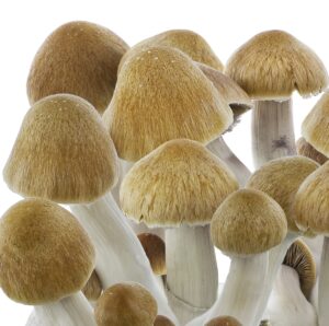 Spore Psilocybe cubensis Ecuador, 10ml