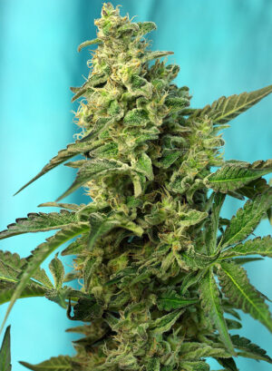 Green Poison F1 Fast Version® by Sweet Seeds, 3 semi +1