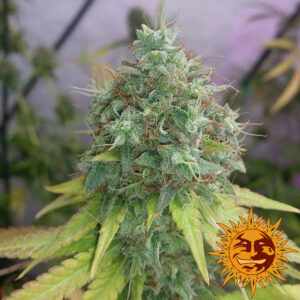 G13 Haze  by Barney's Farm, 5 semi - immagine 2