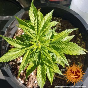 NUOVO Pineapple express auto by Barney's Farm, 3 semi - immagine 3