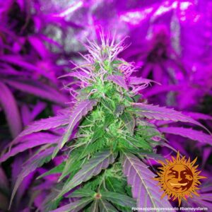 NUOVO Pineapple express auto by Barney's Farm, 3 semi - immagine 2