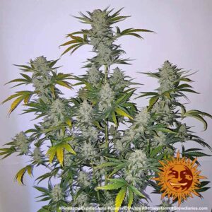 NUOVO Pineapple express auto by Barney's Farm, 3 semi - immagine 7