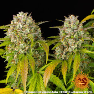 NUOVO Pineapple express auto by Barney's Farm, 3 semi - immagine 10