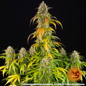 NUOVO Pineapple express auto by Barney's Farm, 3 semi - immagine 13