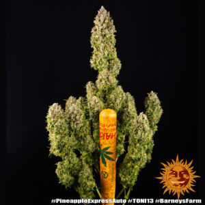 NUOVO Pineapple express auto by Barney's Farm, 3 semi - immagine 15