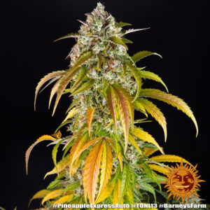 NUOVO Pineapple express auto by Barney's Farm, 3 semi - immagine 12