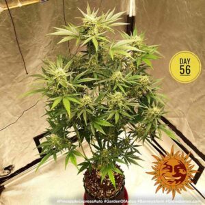 NUOVO Pineapple express auto by Barney's Farm, 3 semi - immagine 6