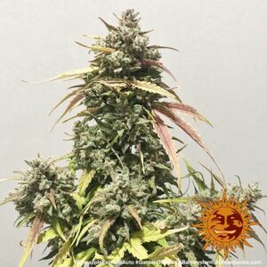 NUOVO Pineapple express auto by Barney's Farm, 3 semi - immagine 5