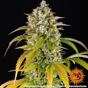 NUOVO Pineapple express auto by Barney's Farm, 3 semi - immagine 14