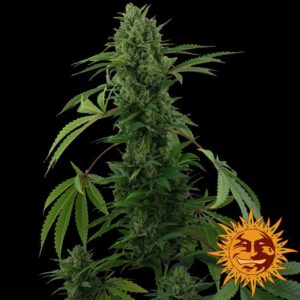 NUOVO Pineapple express auto by Barney's Farm, 3 semi - immagine 4