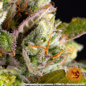 NUOVO Pineapple express auto by Barney's Farm, 3 semi - immagine 11