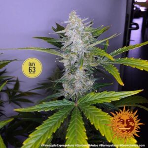 NUOVO Pineapple express auto by Barney's Farm, 3 semi - immagine 8