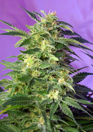 Killer Kush Auto by Sweet Seeds, 3 semi + 1 seme OMAGGIO - immagine 2