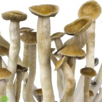 funghi allucinogeni Psilocybe Cubensis Thai