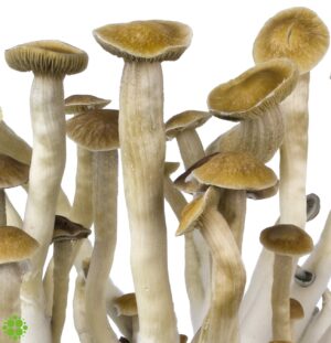 funghi allucinogeni Psilocybe Cubensis Thai