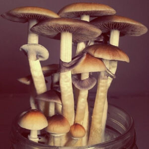 Psilocybe Amazonia