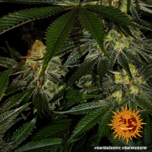 Gorilla Zkittlez, Barney's Farm - immagine 6