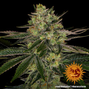 Gorilla Zkittlez, Barney's Farm - immagine 7