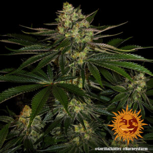 Gorilla Zkittlez, Barney's Farm - immagine 4