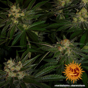 Gorilla Zkittlez, Barney's Farm - immagine 3