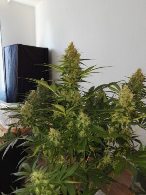 Zkittlez OG Auto by Barney's Farm - immagine 4