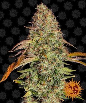 Zkittlez OG Auto by Barney's Farm - immagine 3