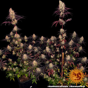 Ayahuasca Purple di Barney's Farm, 3 SEMI - immagine 5