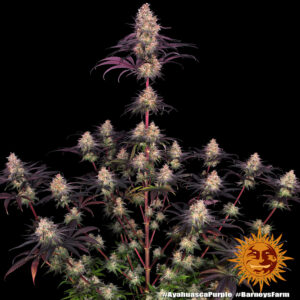 Ayahuasca Purple di Barney's Farm, 3 SEMI - immagine 6