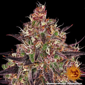 Ayahuasca Purple di Barney's Farm, 3 SEMI - immagine 3