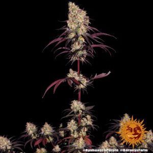 Ayahuasca Purple di Barney's Farm, 3 SEMI - immagine 4