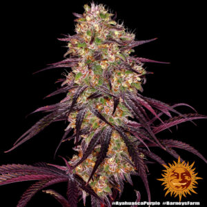 Ayahuasca Purple di Barney's Farm, 3 SEMI - immagine 7