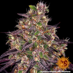 Ayahuasca Purple di Barney's Farm, 3 SEMI - immagine 2