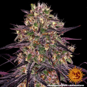 Ayahuasca Purple di Barney's Farm, 3 SEMI - immagine 8