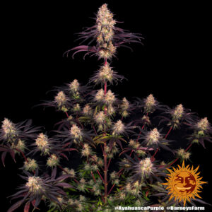 Ayahuasca Purple di Barney's Farm, 3 SEMI - immagine 9