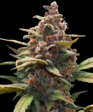 Ayahuasca Purple di Barney's Farm, 3 SEMI - immagine 10