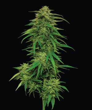 NUOVO! Mango Sherbert Autoflower, Humboldt Seed Co. 3 semi - immagine 2